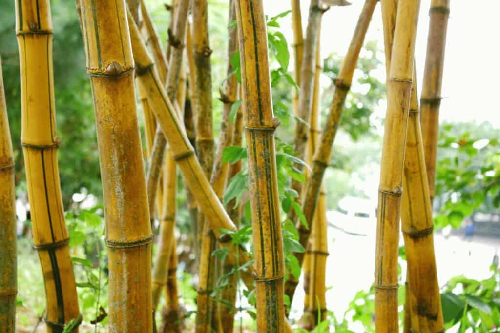 Golden Bamboo