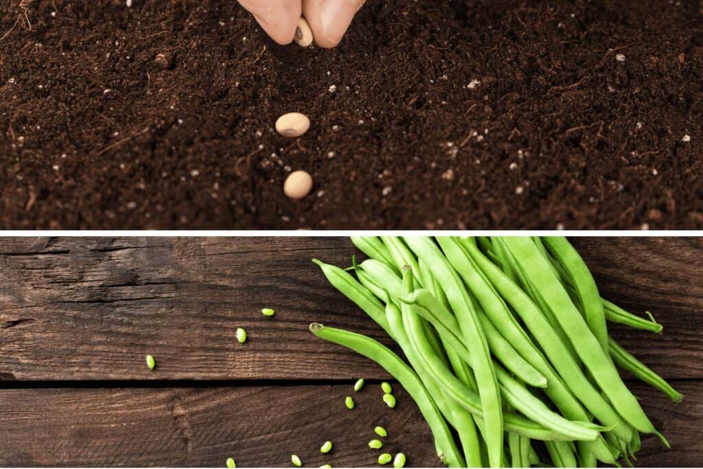 Planting of Green Beans