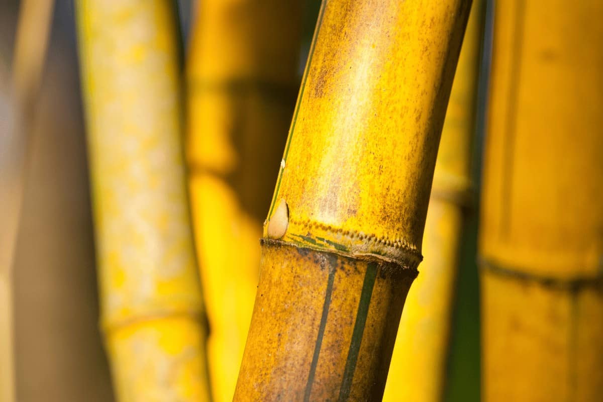 How to Grow and Care for Golden Bamboo Indoors