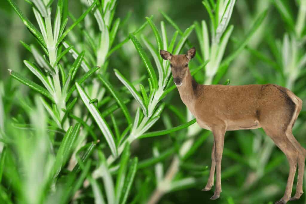 Do Deer Eat Rosemary?