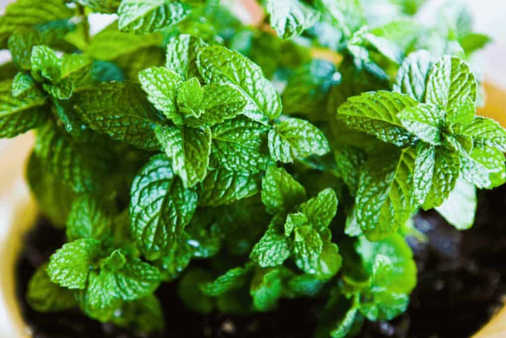 Mint Plant