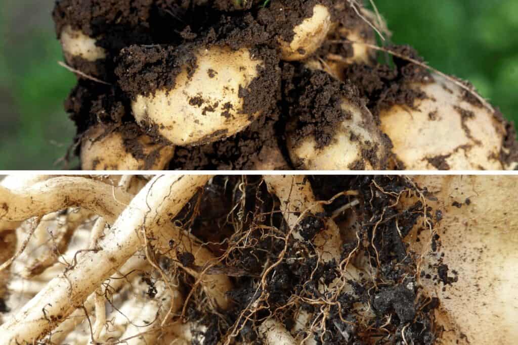 Stem Tubers and Root Tubers