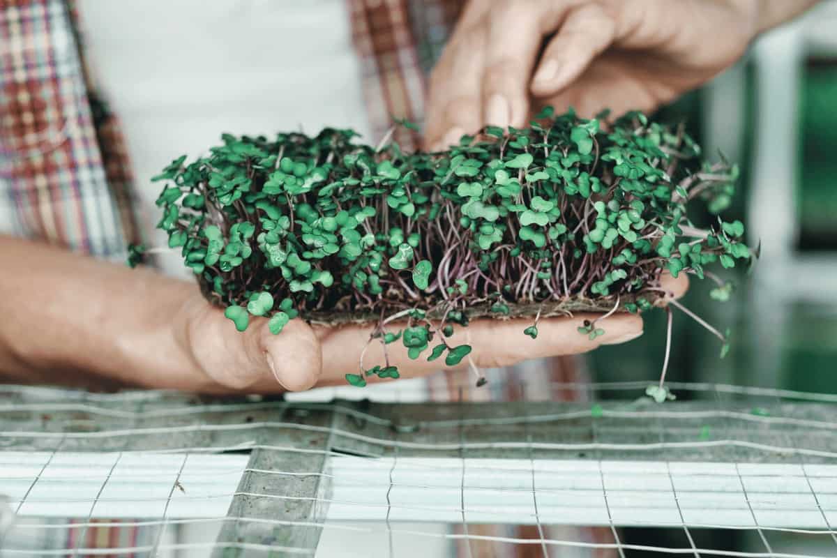 How to Dehydrate Microgreens