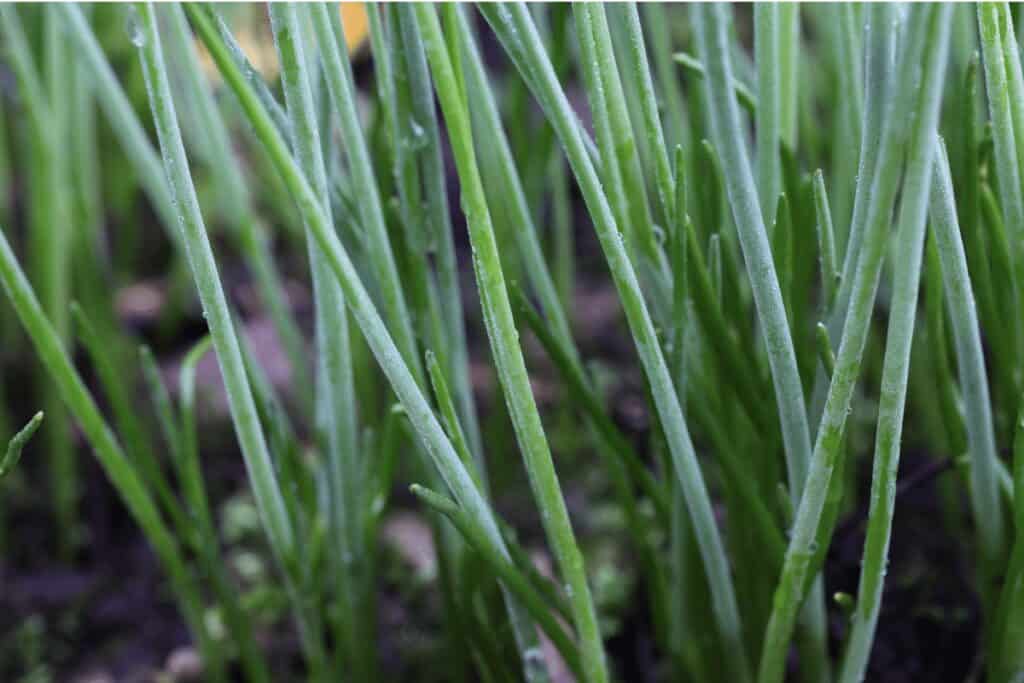 Why Do My Chives Look Like Grass?