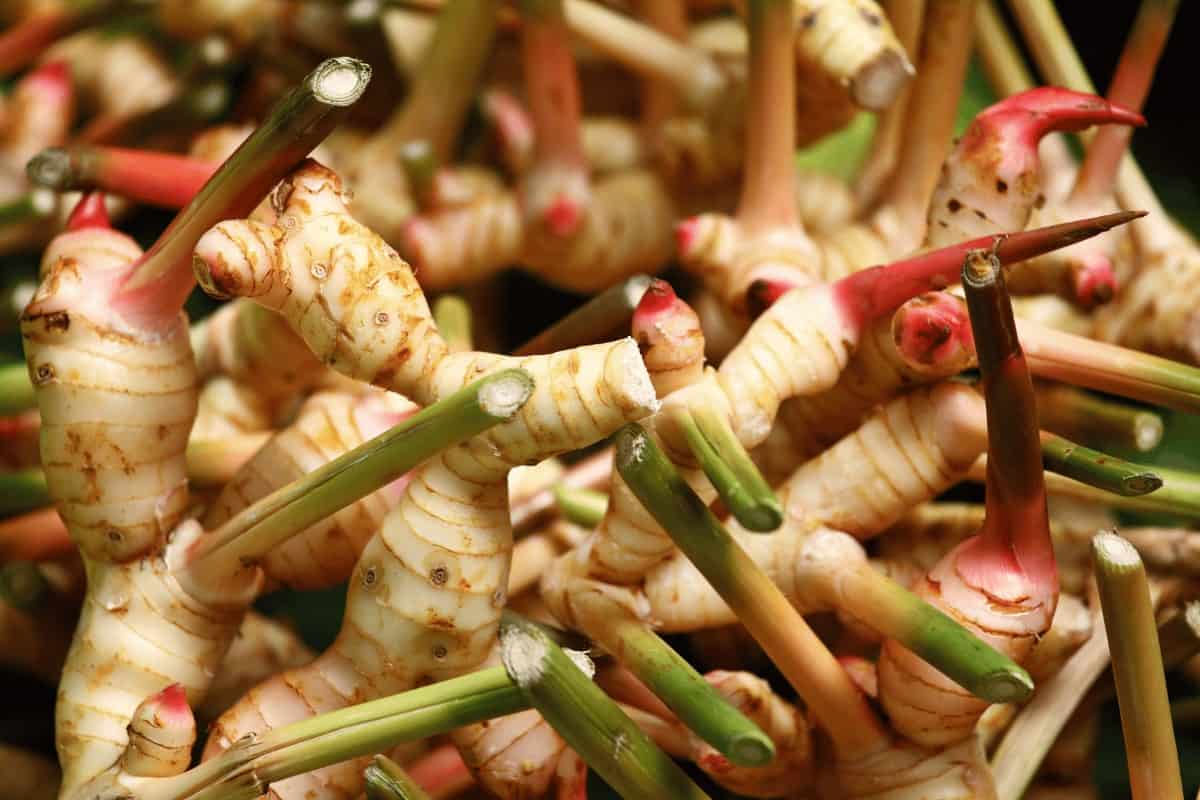 What Is Ginger A Root Or Stem?