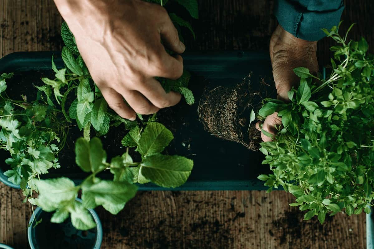 Can You Grow Mint From Grocery Store Cuttings?