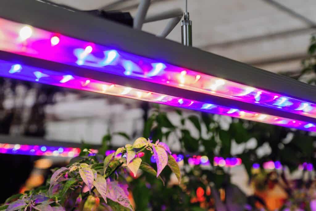 Choosing the Best Lights for Growing Microgreens