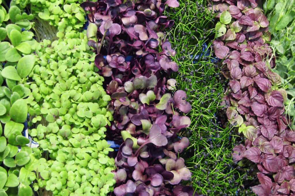 How to Dehydrate Microgreens