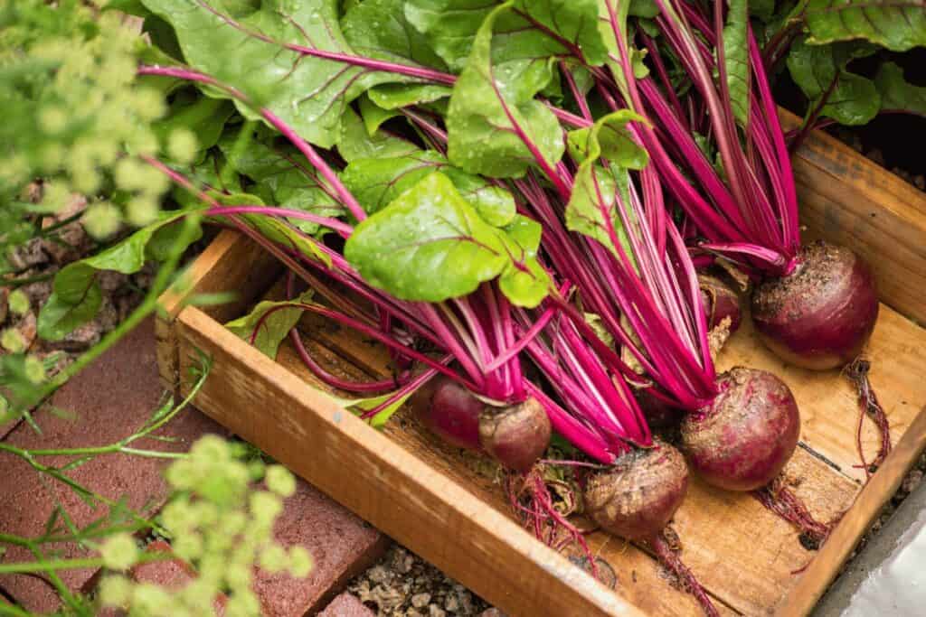 Best Types of Beet Roots