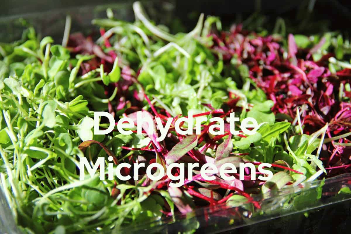 Dehydrate Microgreens: A Guide to Preserve Nutrients