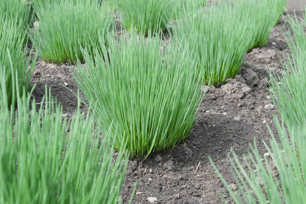 Why Do My Chives Look Like Grass?