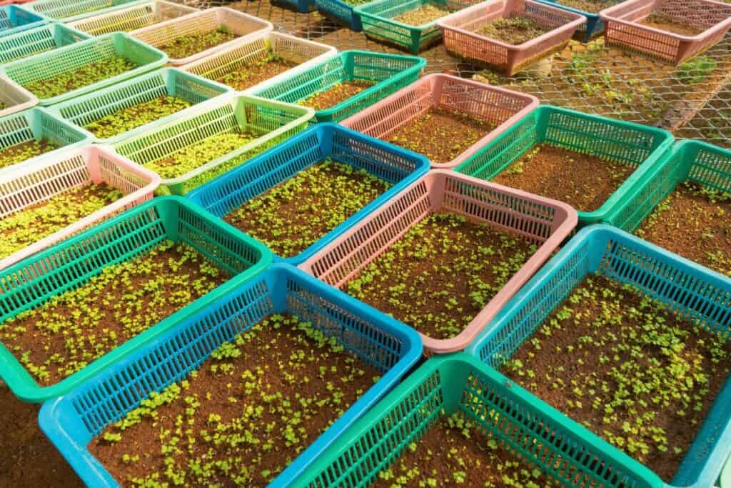 Microgreens Trays