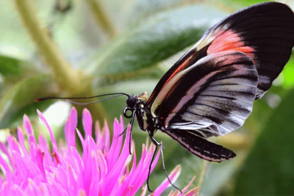 Pollinator-Friendly Plants for Container Gardening