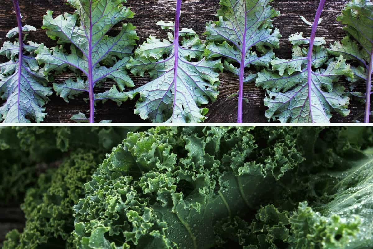 Is Siberian Kale the Same as Russian Kale?