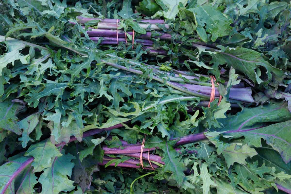 What Does Red Russian Kale Taste Like?