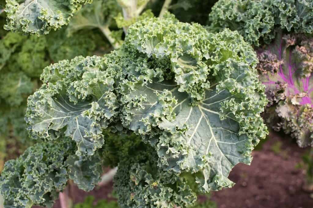 How tall does Russian red kale grow?