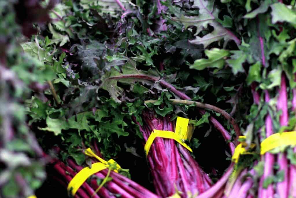 Is Red Russian Kale an Heirloom