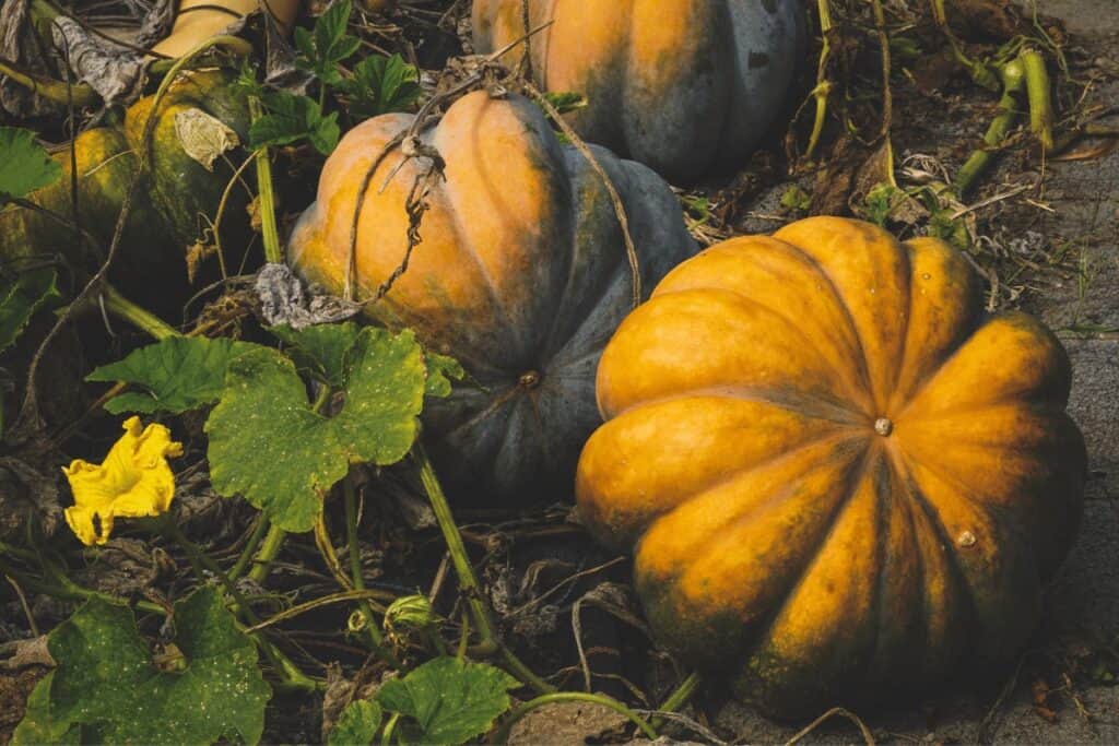 Squashes From Rotting on the Vines