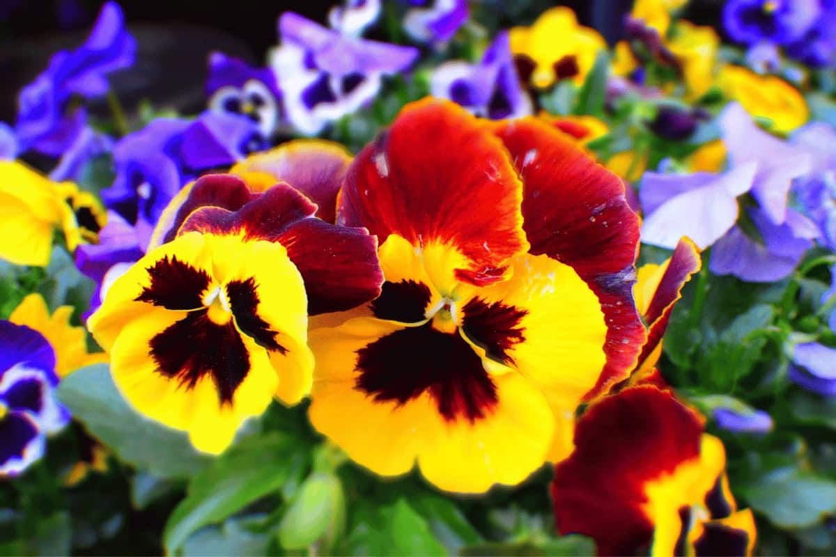 Do Pansies Spread? Are They Invasive?