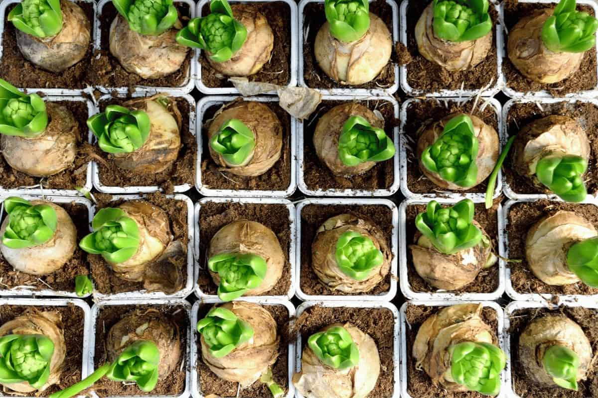 How to Store Spring Flowering Bulbs: Tips and Tricks for Keeping Them Fresh