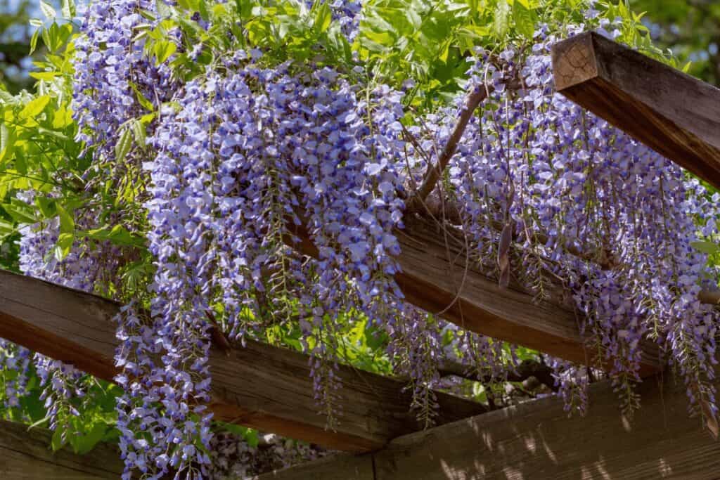 Best Plants for a Garden Trellis: A Comprehensive Guide