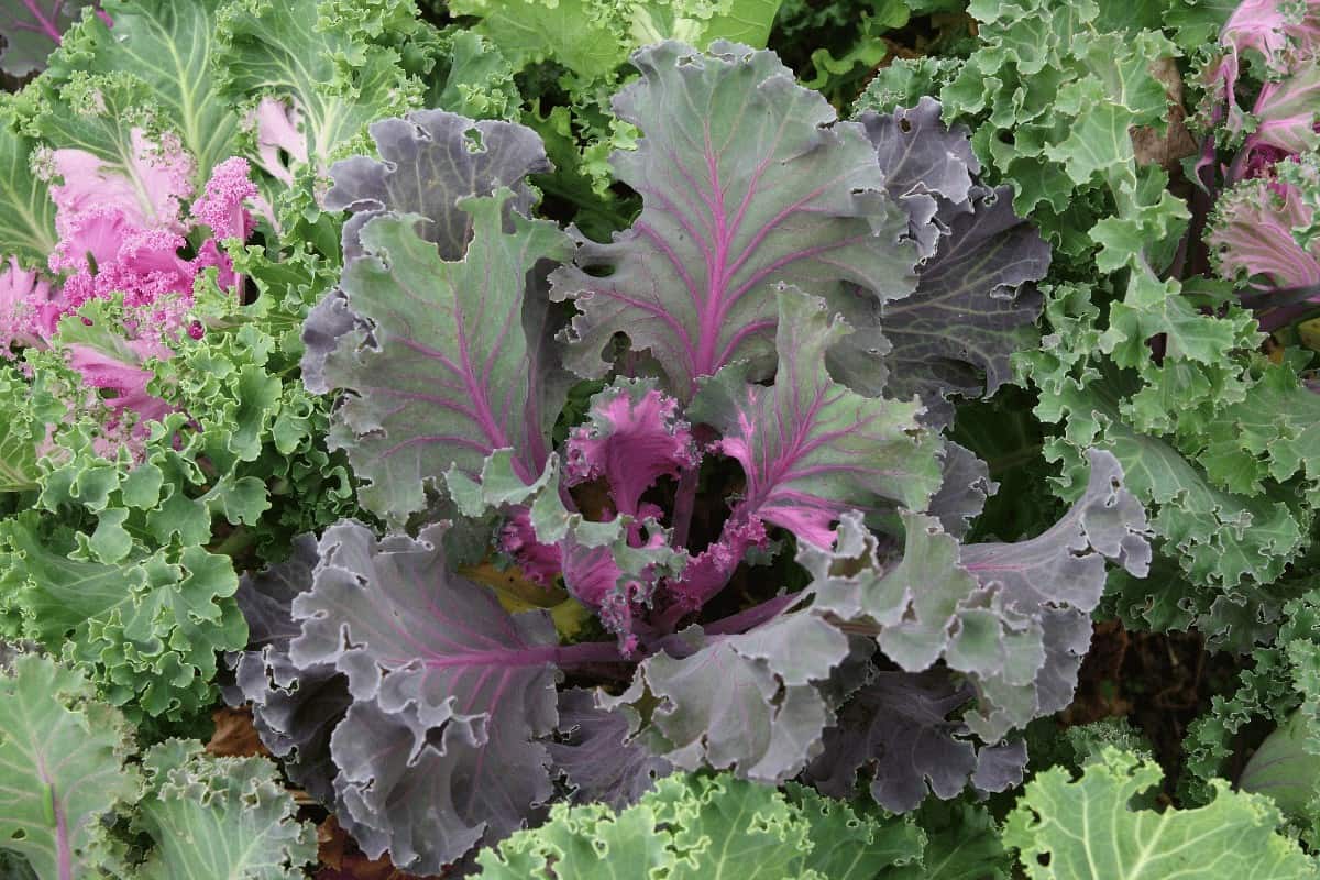 How tall does Russian red kale get?