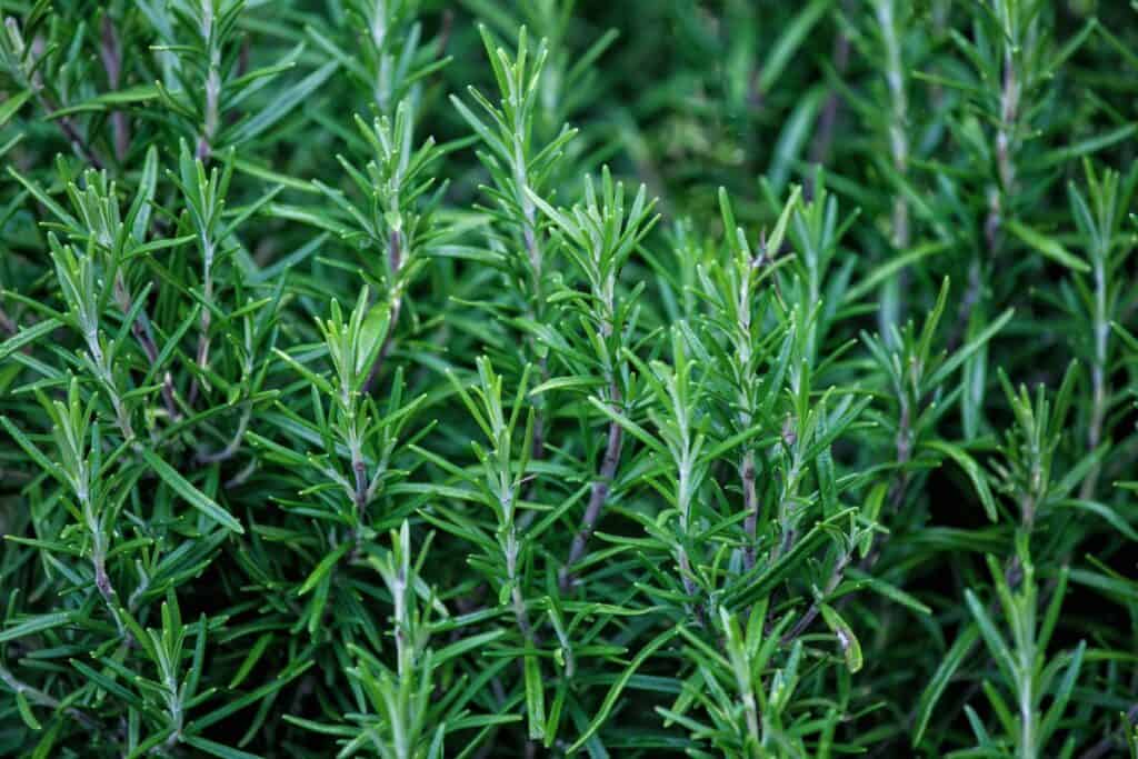 Rosemary