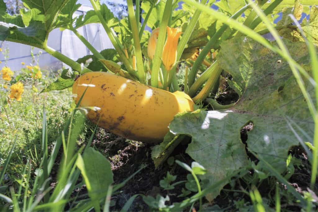 Squashes From Rotting on the Vine