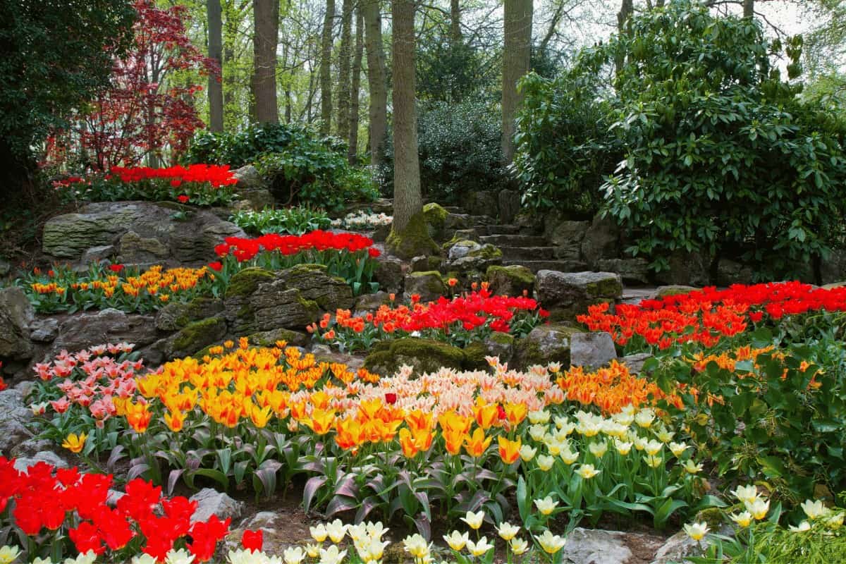 How to Layer Spring Flowering Bulbs