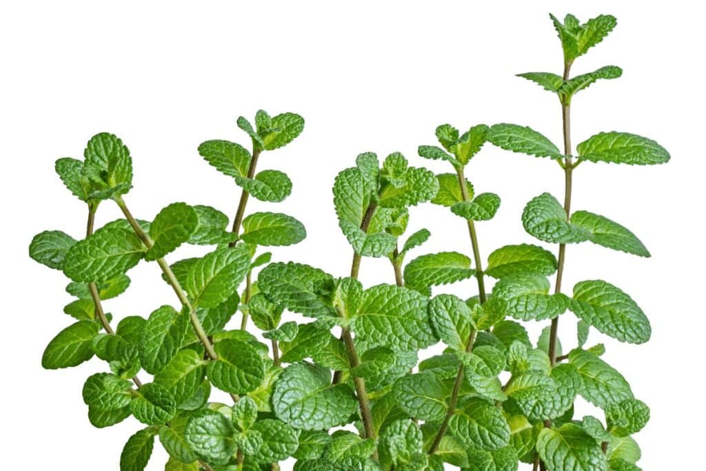 Mint Plant