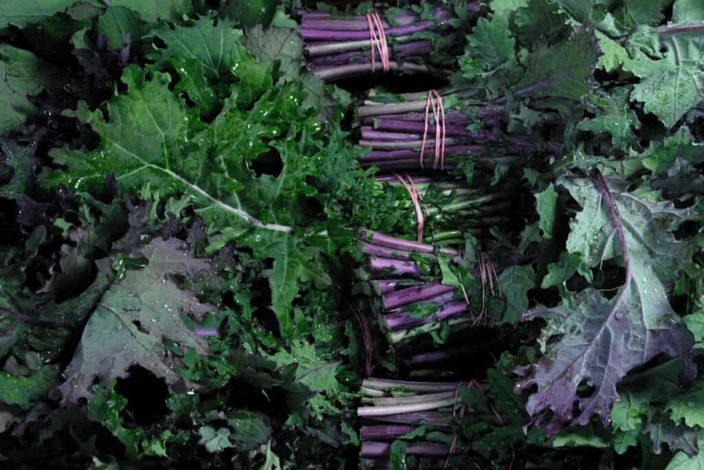 How Do You Harvest Russian Kale so It Keeps Growing?