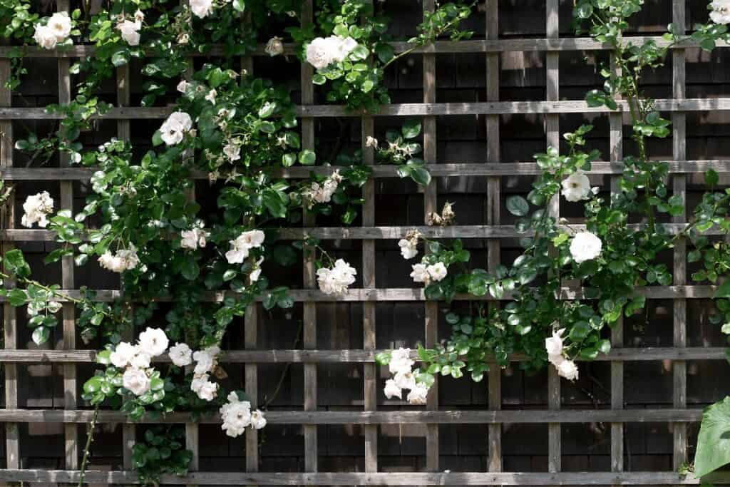 Best Plants for a Garden Trellis