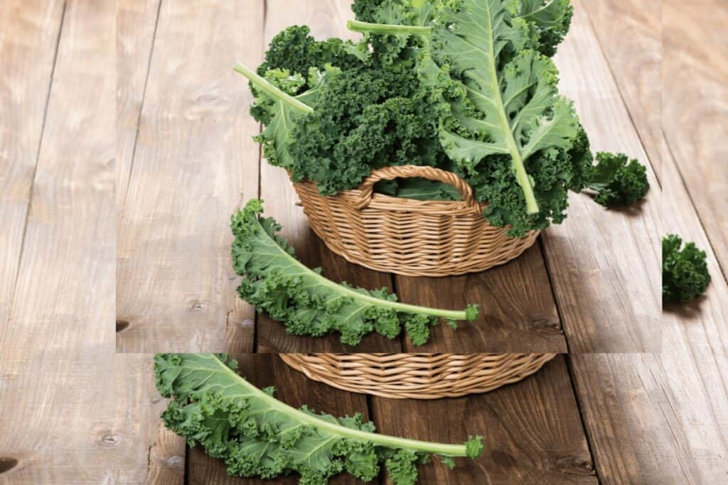 Siberian Kale