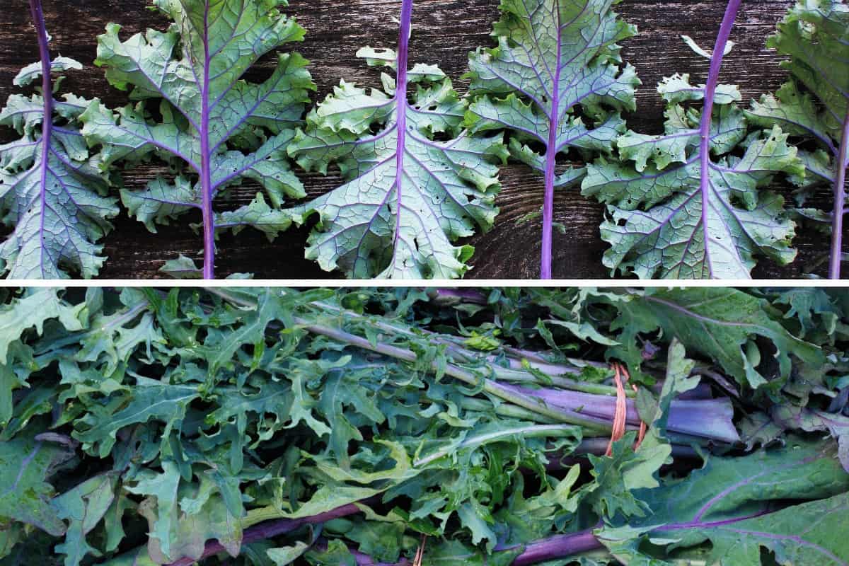 Is Red Russian Kale an Heirloom?