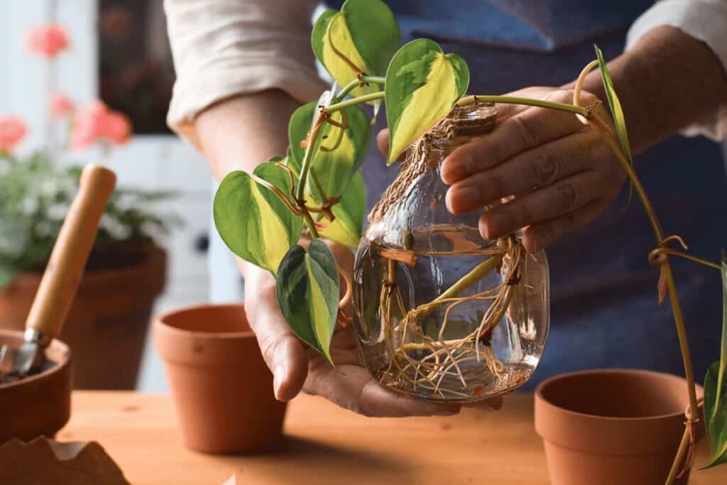 Do cuttings root better in water or soil?