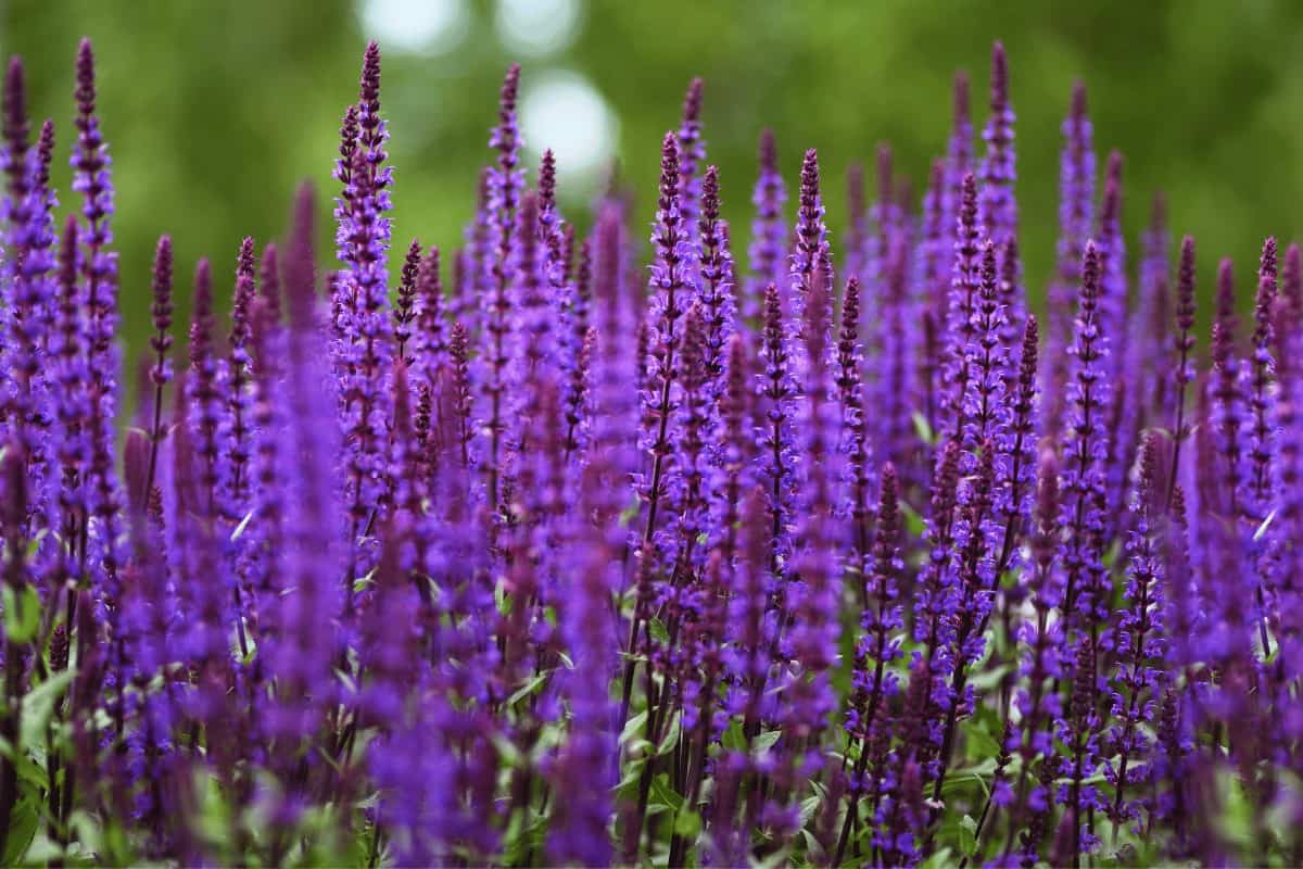 Are Salvias Invasive? Understanding Their Spreading Habits