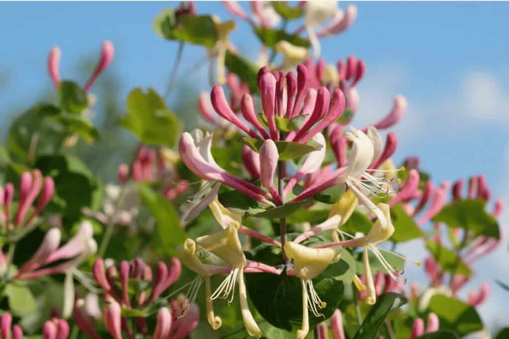 Best Plants for a Garden Trellis: Honeysuckle