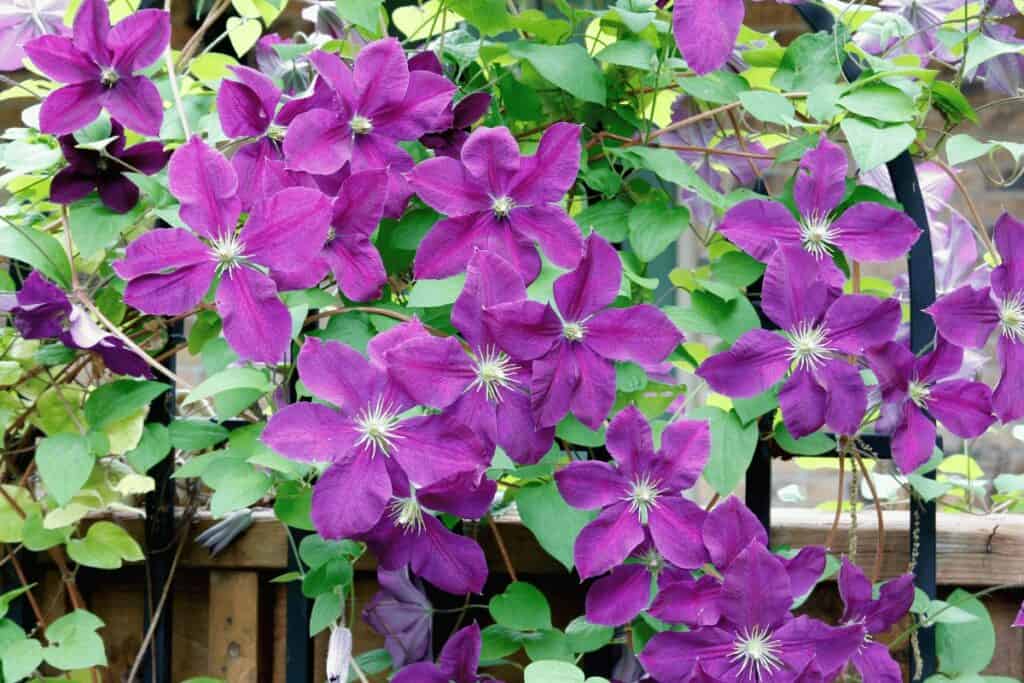 Best Plants for a Garden Trellis: A Comprehensive Guide