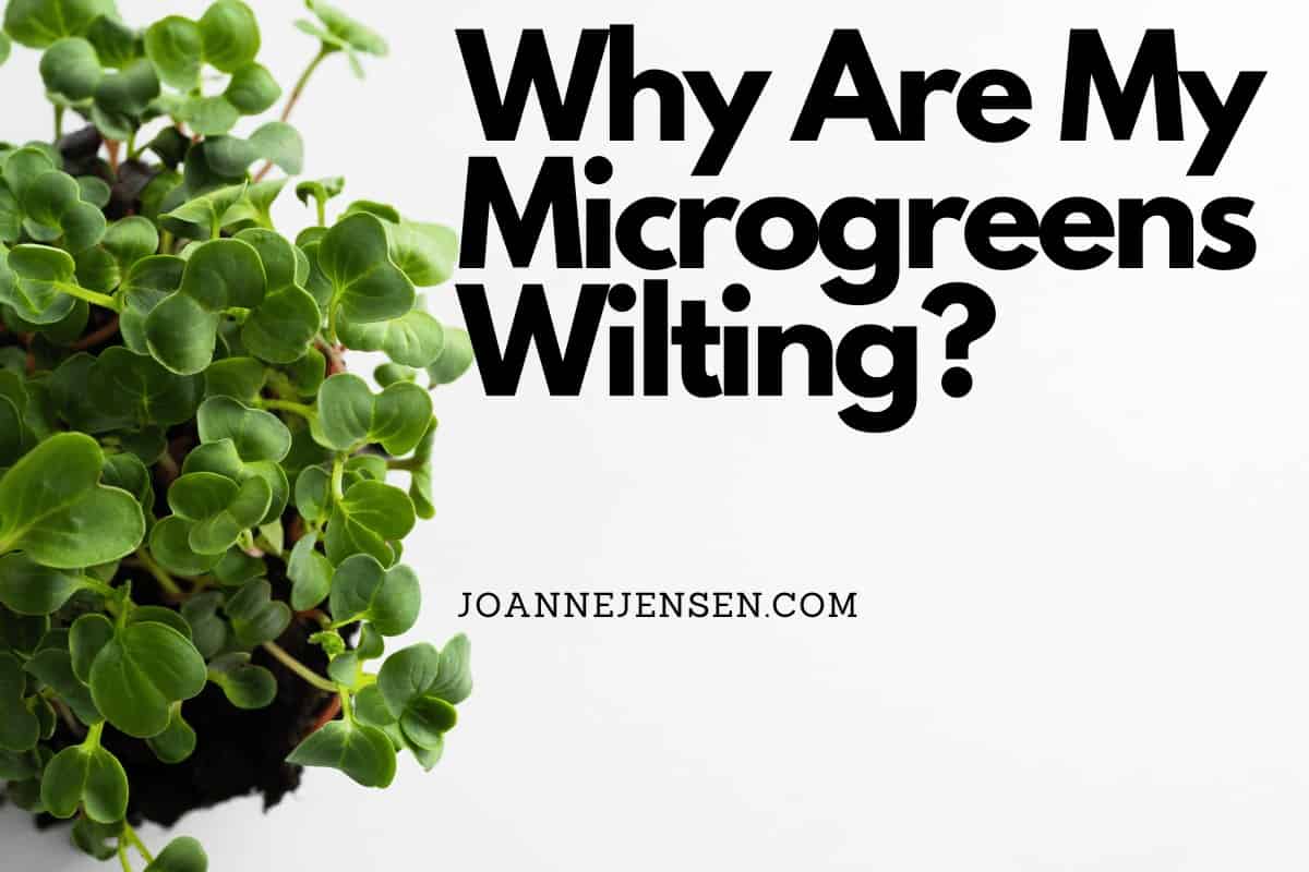 Why Are My Microgreens Wilting?