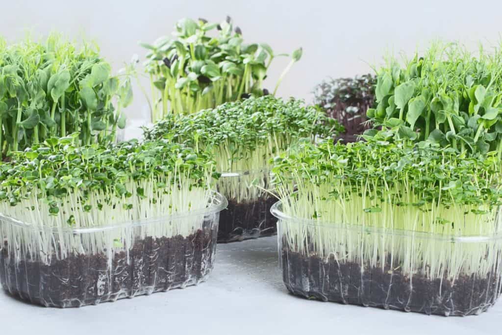 Broccoli Microgreens