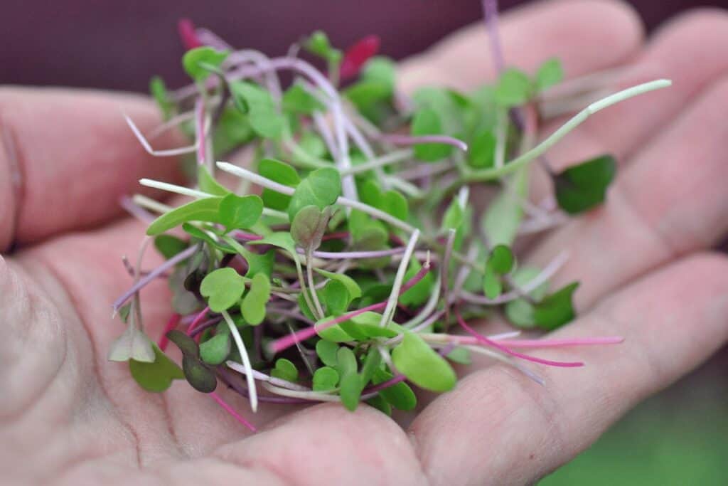 Broccoli Microgreens