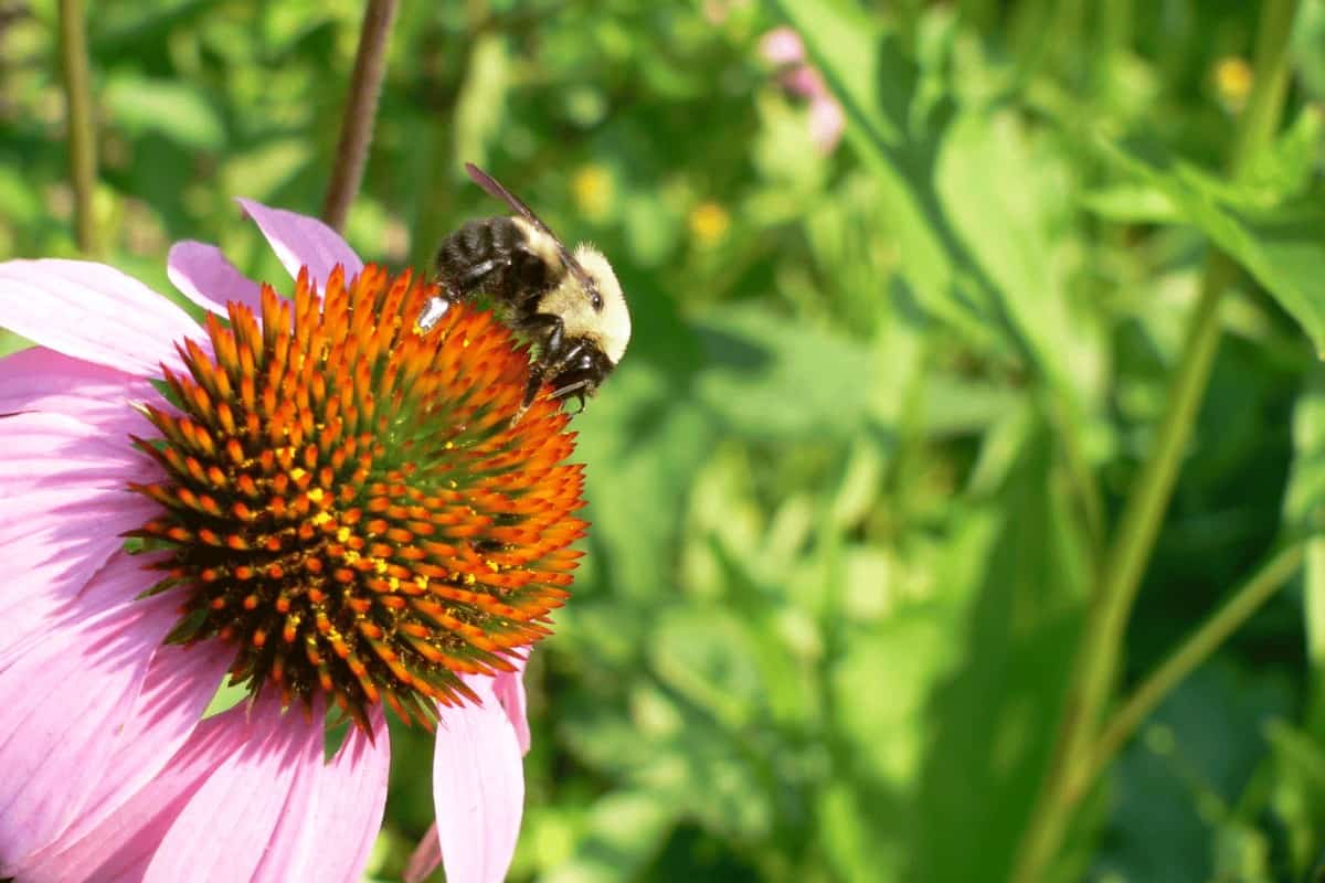 What are Pollinator-Friendly Plants