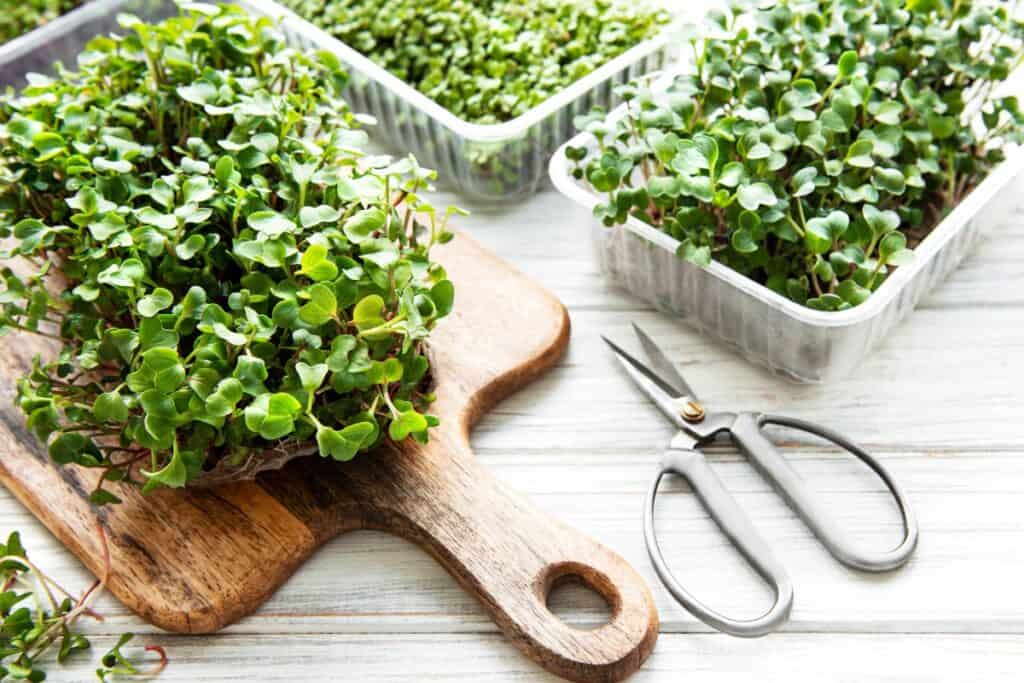 What is a microgreen true leaf