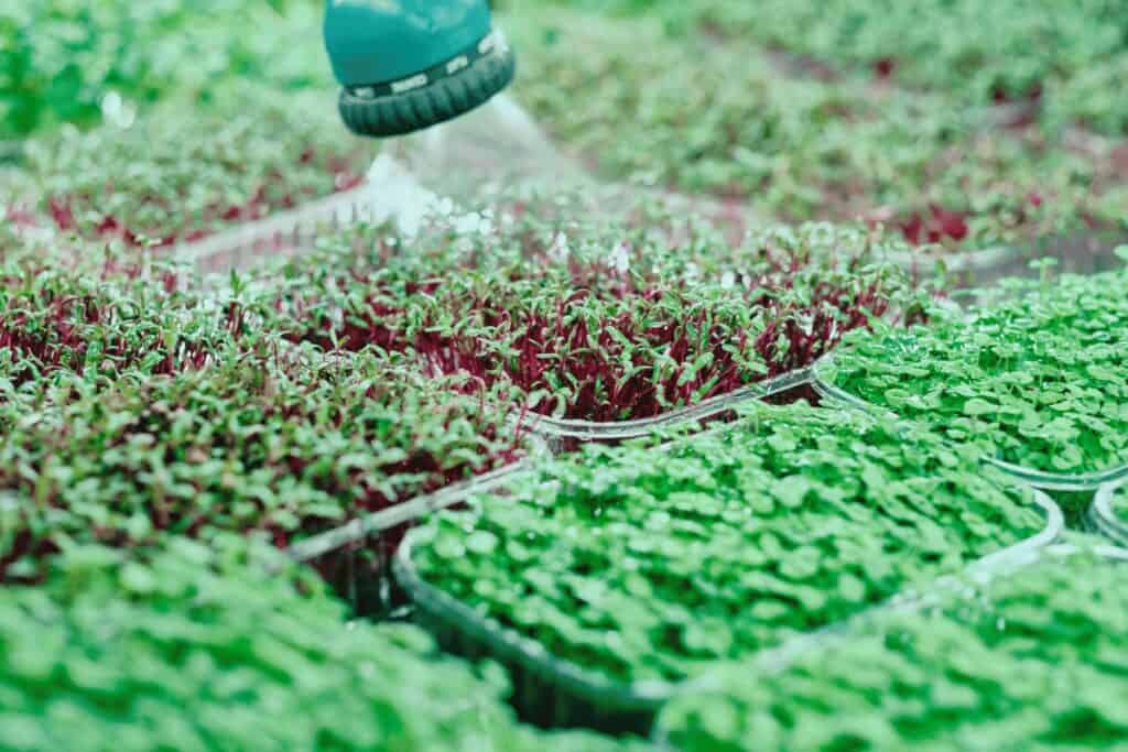 The Health Benefits of Microgreens: Boost Your Nutrition with Tiny Greens