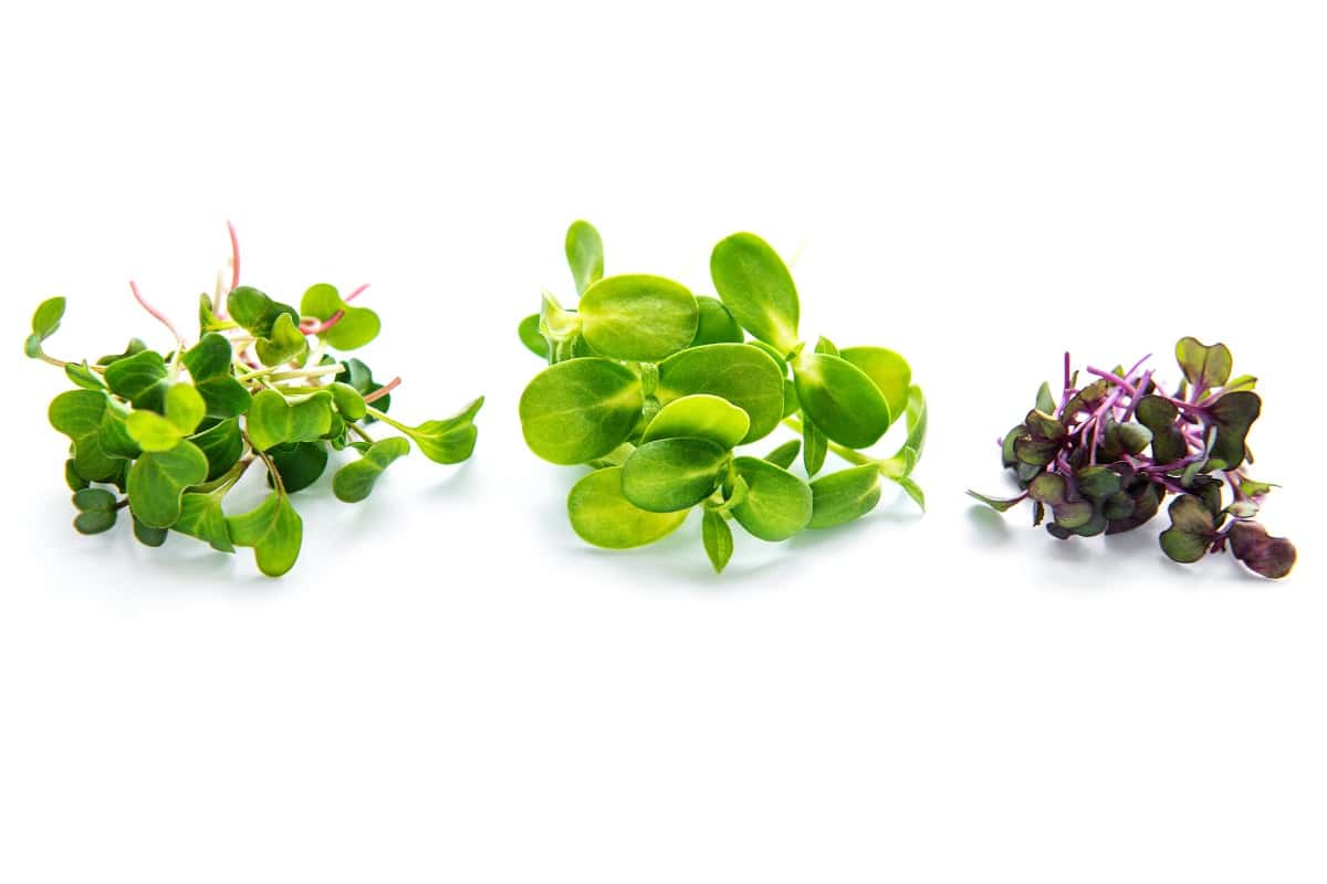 What Is a Microgreen True Leaf