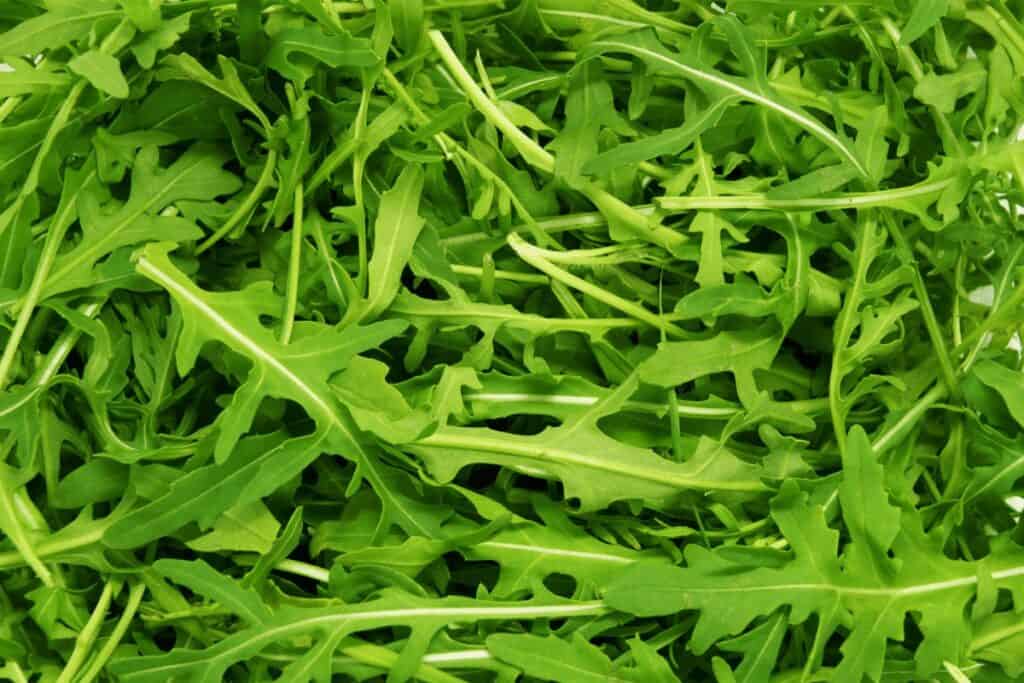 Arugula Microgreens