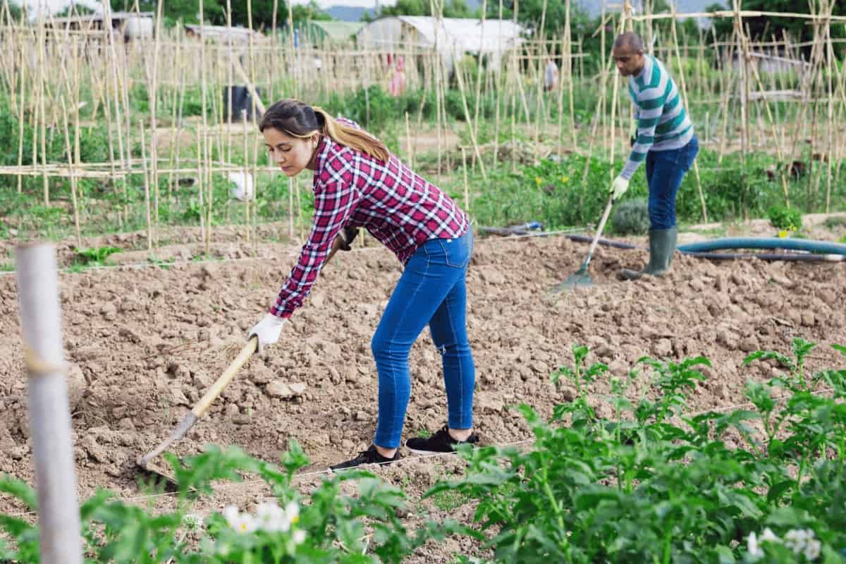 The Best Type of Gardening Hoe