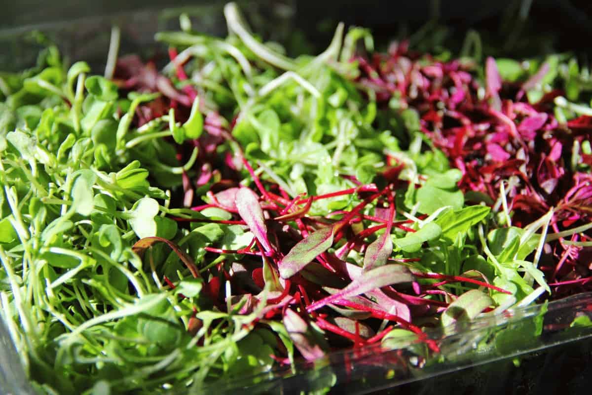 The Health Benefits of Microgreens