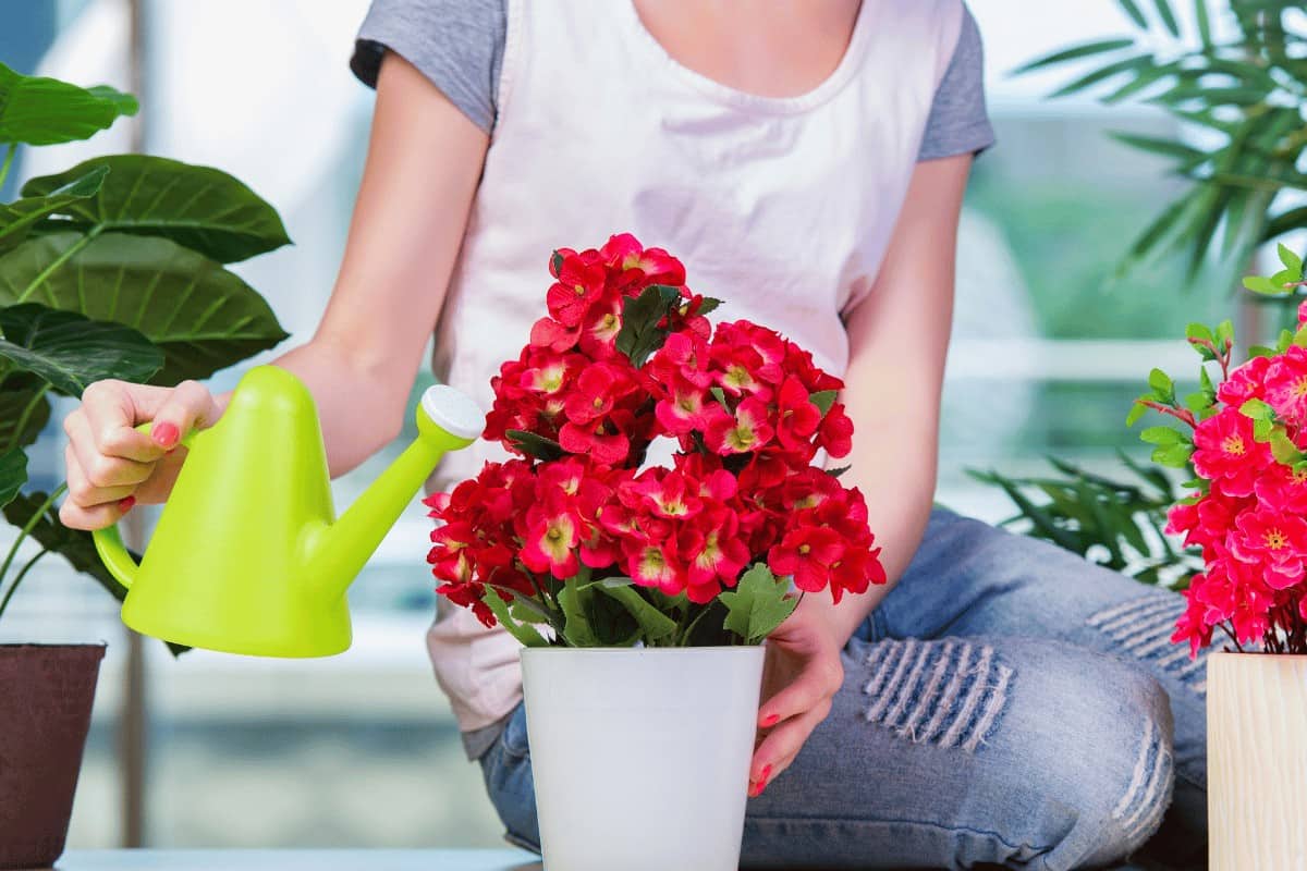 Flower Care Tips