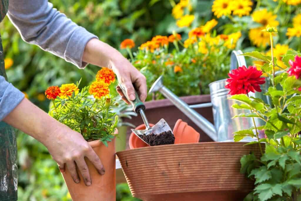 Flower care tips